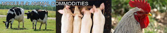 Module 4: Animal Commodities