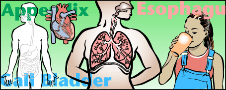 Module 1: Body Systems