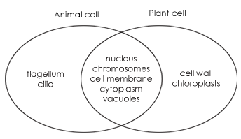 venn diagram