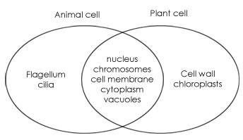 venn diagram 3