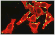 Section 1.1B: Cell Structure