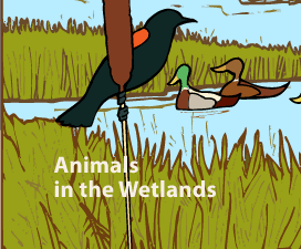 Wetland animals