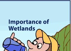 Importance of Wetlands